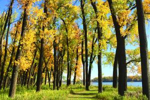 CRSP Fall Cottonwoods