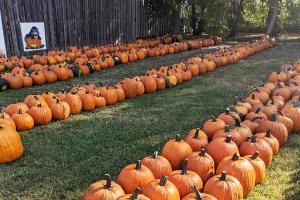 Lil' Bitz Pumpkin Patch