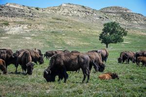 Bison grazing