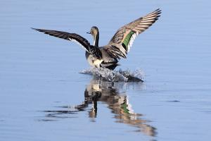 Northern Pintail
