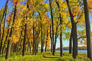 CRSP Fall Cottonwoods
