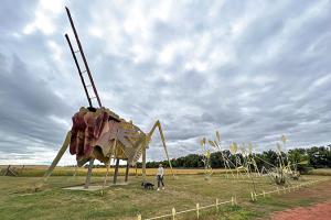 Grasshoppers