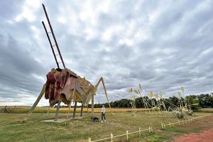 Grasshoppers