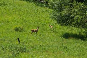 Wildlife with deer