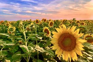 Sunflowers