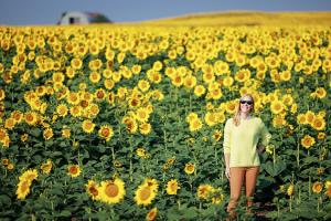 Sunflowers