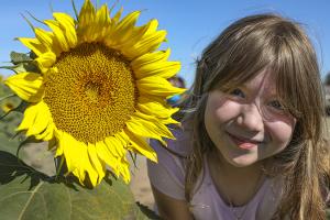 Sunflowers