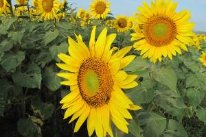 Sunflowers
