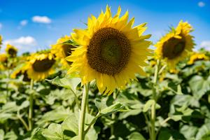 Sunflowers