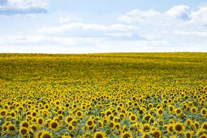 Sunflower fields