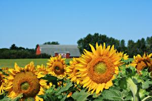 Sunflowers and a barn