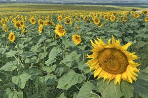 Sunflower field