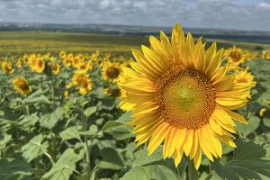 Sunflower field