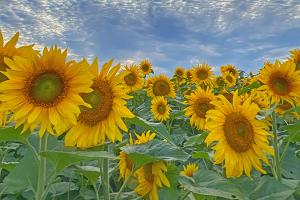 Sunflowers and field of sunflowers