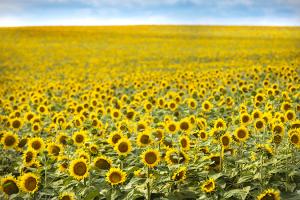 Sunflower field
