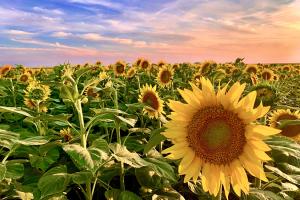 Sunflower field image