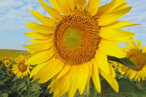 Sunflower field