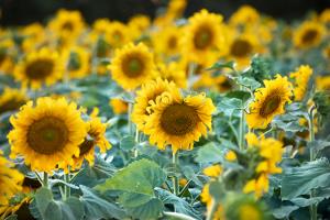 Sunflower field