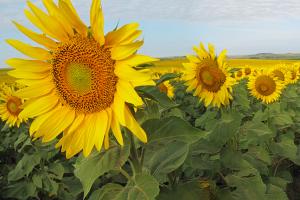 Sunflower field