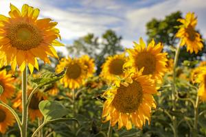 Sunflower fields