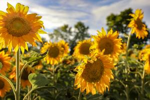 Sunflower fields
