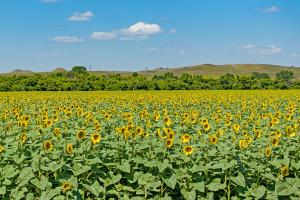 Sunflower fields