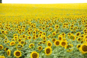Sunflower fields