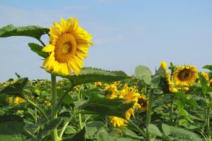 Sunflower field