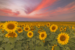 sunflower field