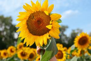 Sunflower field