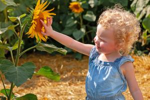 Girl in sunflower field