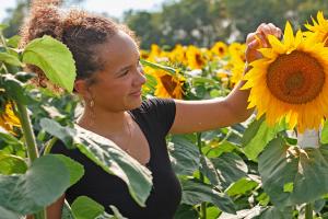 Sunflower field