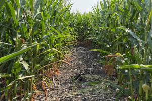 Lost Sheep corn maze