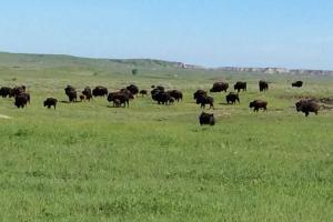Buffalo trails tour images