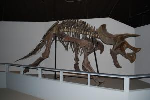 Dinosaur skeleton