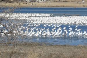 Lake Alice