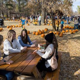 Pumpkin patch time