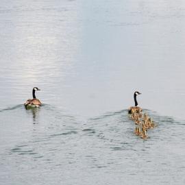ducks swimming