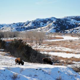 Theodore Roosevelt National Park