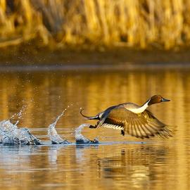Pintail in North Dakota