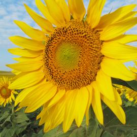 Sunflower in North Dakota