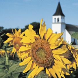 Sunflower Church