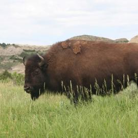 Bison in Teddy Rosevelt State Park in North Dakota