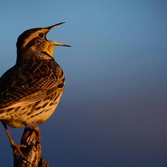 Meadowlark