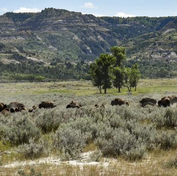 buffalo in the grasslands of the badlands