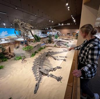 dinosaur fossils