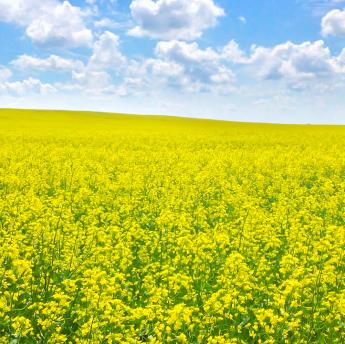 Canola field