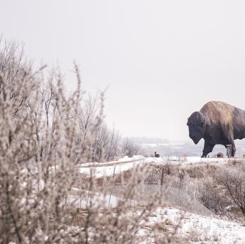 world's largest buffalo
