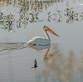 Arrowwood Refuge