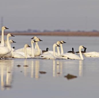 Tundra Swans